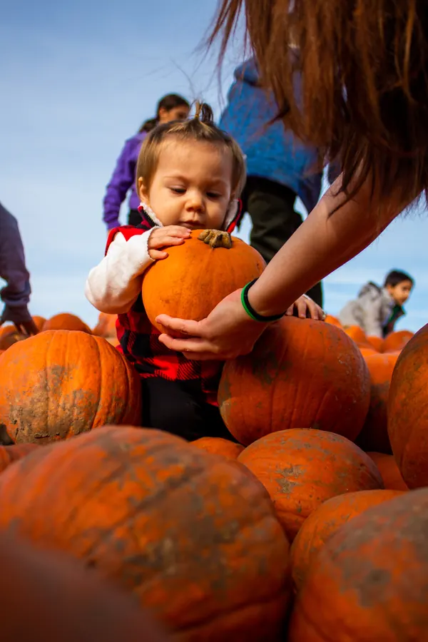 Toddler picking a pumpkin at a pumpkin patch